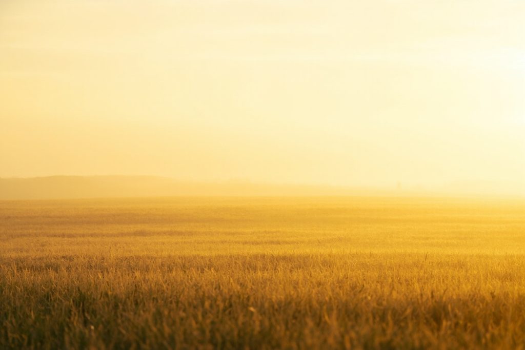 Amber Field — AI-generated artwork